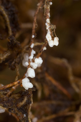 Cyphellaceae