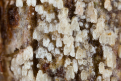 Cyphellaceae