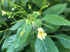 Impatiens parviflora