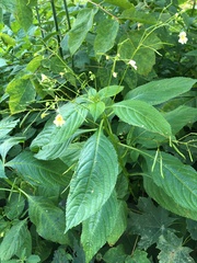 Impatiens parviflora