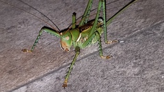 Neobarrettia spinosa