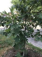 Quercus rubra