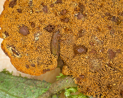 Phylloporia