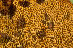 Phylloporia
