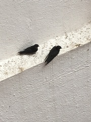 Ptyonoprogne concolor