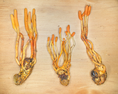 Image of Ophiocordyceps melolonthae