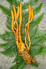 Ophiocordyceps melolonthae