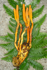 Ophiocordyceps melolonthae