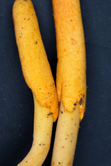 Ophiocordyceps melolonthae