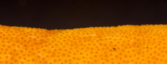 Ophiocordyceps melolonthae