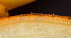 Ophiocordyceps melolonthae