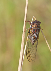 Diceroprocta olympusa