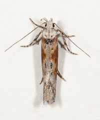 Gnorimoschema septentrionella
