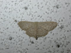 Idaea obsoletaria
