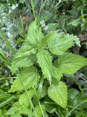 Urtica dioica