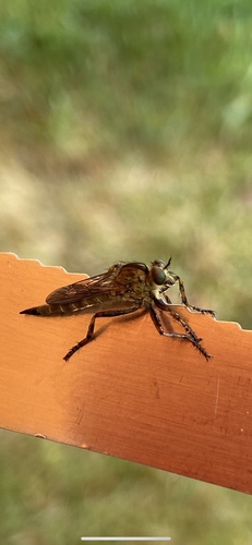 brown heath robberfly, Bij de Leijwei, Hoornsterzwaag, Friesland, NL, photo 3 of 10