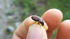 Pterostichus multipunctatus