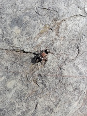 Ronisia barbarula
