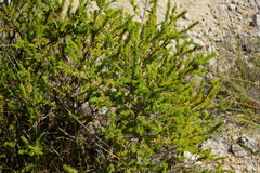 Erica multiflora