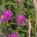 Trifolium - Photo (c) Marjaana Pato, μερικά δικαιώματα διατηρούνται (CC BY-NC-ND)