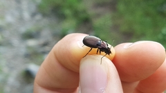 Pterostichus multipunctatus