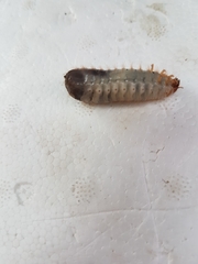 Scarabaeidae