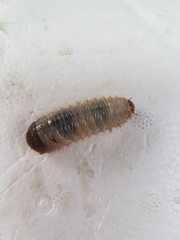 Scarabaeidae