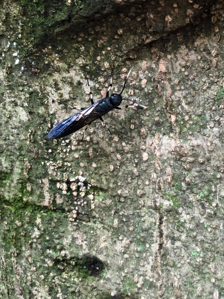 Tremex apicalis