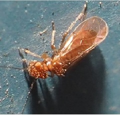Ectopsocidae