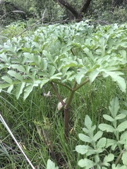 Prionosciadium thapsoides