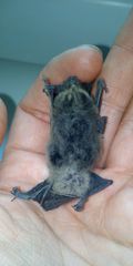 Pipistrellus nathusii
