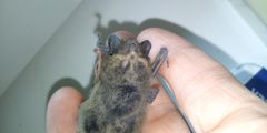 Pipistrellus nathusii