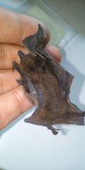 Pipistrellus nathusii