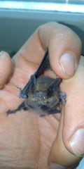 Pipistrellus nathusii
