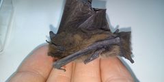 Pipistrellus nathusii