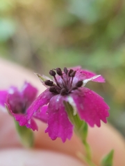 Microbotryum dianthorum