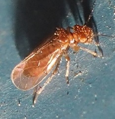 Ectopsocidae