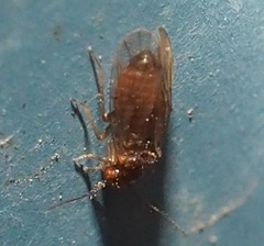 Ectopsocidae