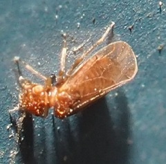 Ectopsocidae
