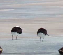 Recurvirostra andina