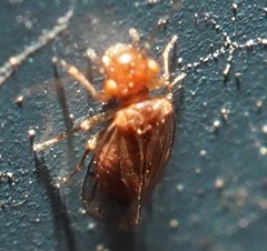 Ectopsocidae