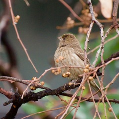 Haemorhous mexicanus