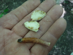 Gyroporus purpurinus