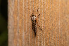 Neomochtherus pallipes