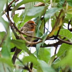 Haemorhous mexicanus