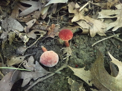 Gyroporus purpurinus