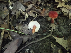 Gyroporus purpurinus