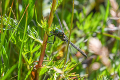 Somatochlora semicircularis