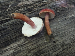 Gyroporus purpurinus