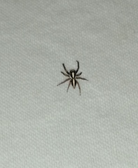 Leptofreya ambigua